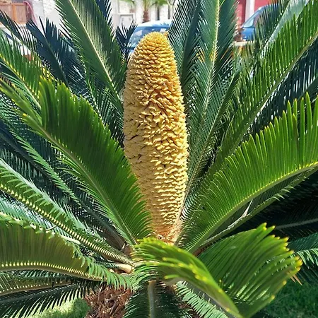 Penthouse Infinity Torrevieja