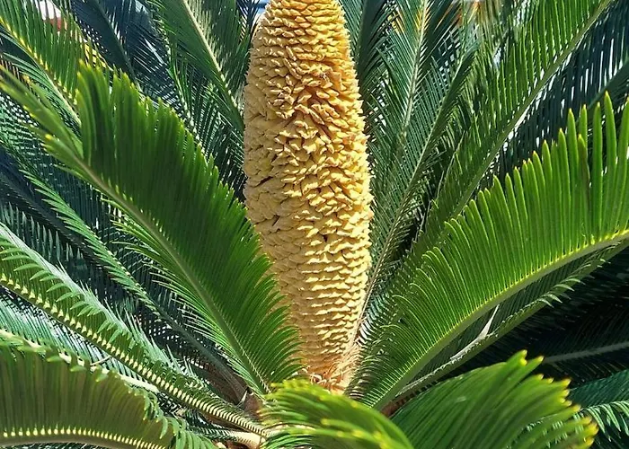 Penthouse Infinity Torrevieja